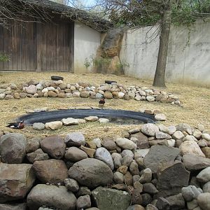 Red-Breasted Geese Debut in Musk Deer Exhibit