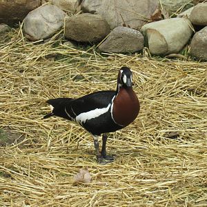 Red-Breasted Geese Debut in Musk Deer Exhibit