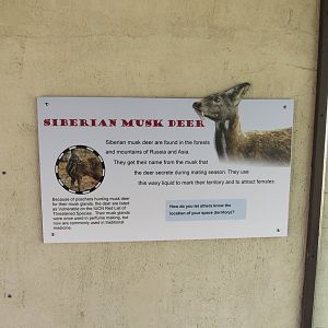 Musk Deer Sign Up, Musk Deer Not On Exhibit Yet