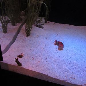 Relocated Garden Eel, Shrimpfish, etc. Exhibit