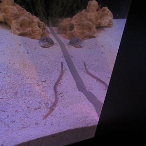 Relocated Garden Eel, Shrimpfish, etc. Exhibit