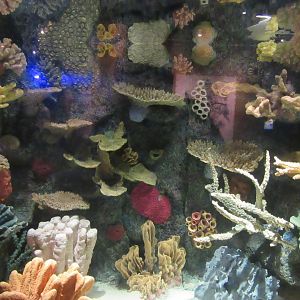 Former Garden Eel Exhibit Redecorated