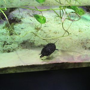 Spotted Turtle in former Mata Mata Turtle Exhibit