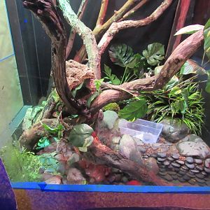 Peek at Green Tree Monitor Exhibit