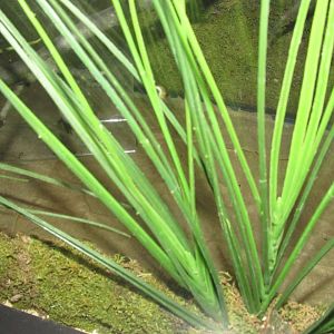 Partula Snail Exhibit in Front of Another Vacant Exhibit