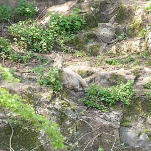 West Caucasian tur. May 2018