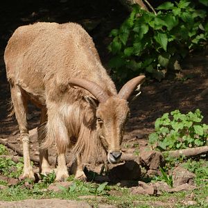 Barbary sheep, May 2018