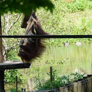 Chinta, Bornean orangutan, May 2018