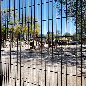 Giraffes on the African Plain