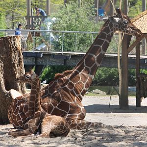 Giraffe with the latest calf