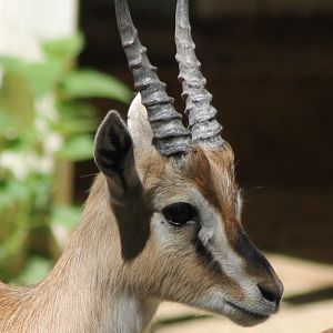 Thomsons gazelle