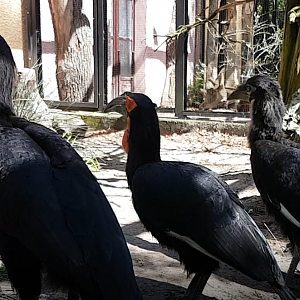 Southern ground hornbill-family