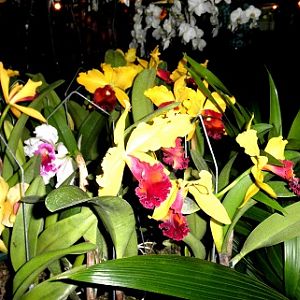 Orchards on sale.  Reunion.