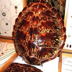 Polished turtle shell on sale.  Reunion.