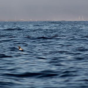 Galápagos shearwater