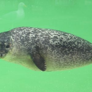 Harbour seal