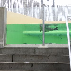 Stairway to Harbour seal-enclosure