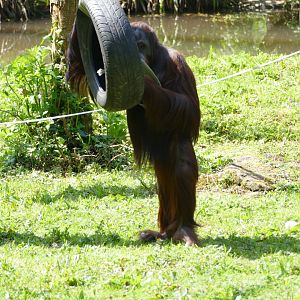 Wousan, Bornean orangutan, May 2018