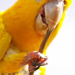 Golden conure (Guaruba guarouba)