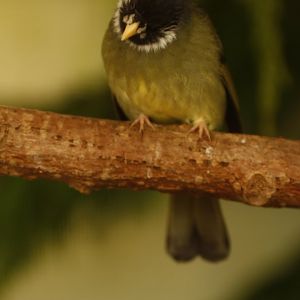 Collared finchbill (Spizixos semitorques)