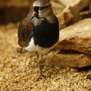 Southern lapwing (Vanellus chilensis)