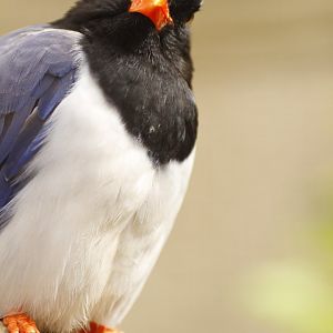 Red-billed Blue Magpie (Urocissa erythroryncha)