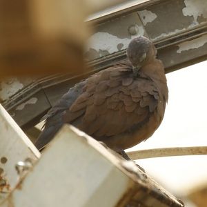 Red turtle dove (Streptopelia tranquebarica)