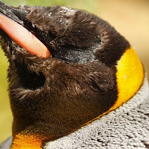 King penguin (Aptenodytes patagonicus)