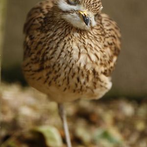 Stone curlew (Burhinus oedicnemus oedicnemus)
