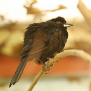 White-lined tanager (Tachyphonus rufus)