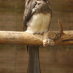 Crowned hornbill (Lophoceros alboterminatus)