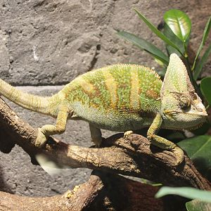 Veiled chameleon