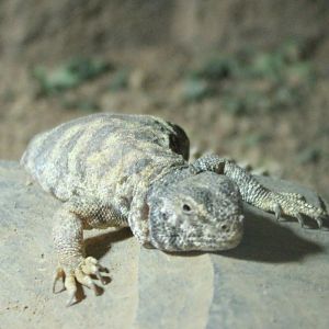 Uromastyx ornata