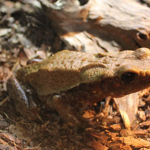 Bufo guttatus