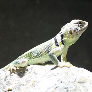 Crytaphytus collaris