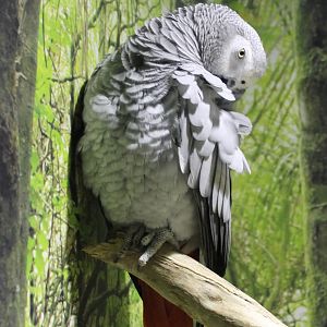 African grey parrot
