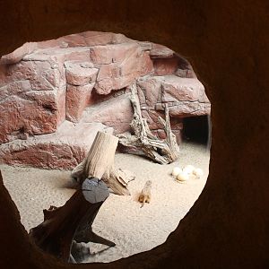View into Meerkat-enclosure