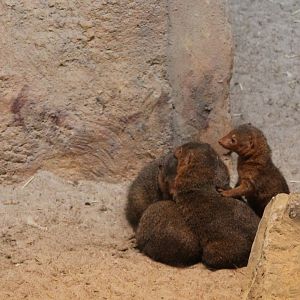 Dwarf mongooses
