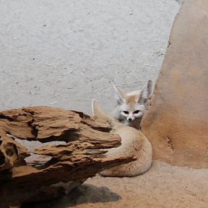 Fenneks