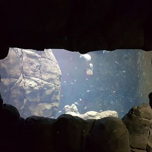 Gibraltar-aquarium