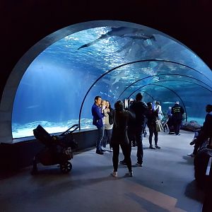 Tunnel through the Atlantic