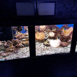 Clownfish-aquarium in the Lab.