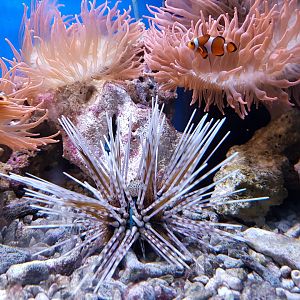 Sea-urchin and three-banded clownfishes