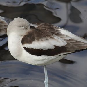 American Avocet