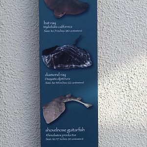 Stingray Signage