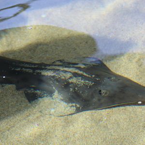 Western Shovelnose Guitarfish