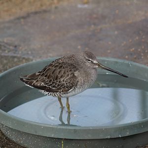 Short-Billed Dowitcher
