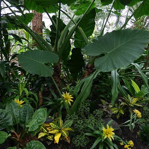 Tropical Ornamental Plantings- My First US Zoo Trip