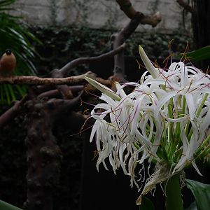 Birds and Flowers - My First US Zoo Trip