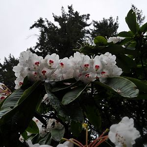 VanDusen Gardens - My First US Zoo Trip